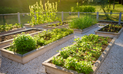 A community garden filled with lush green plants in various raised beds.