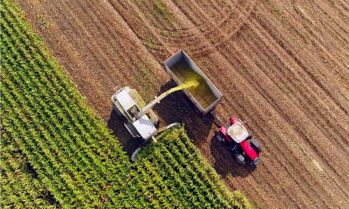Tractor cutting corn field 