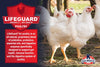 Kalmbach Feeds 20% Organic Chick and Meatbird Starter Grower (Crumble) (35 LB)