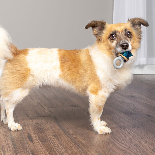 Jewel Pop Treat Holding Dog Toy