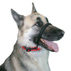 Sporn® Head Halter™