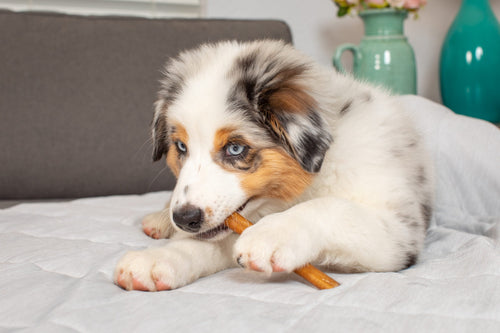 Barking Buddha™ Longlastics™ Jumbo Collagen Chews