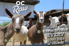 OC Raw Dog Frozen Pink Goat Milk