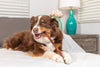 Barking Buddha Longlastics™ Thick Collagen Stick 11” to 12” (5 Pack) for Medium to Large Dogs