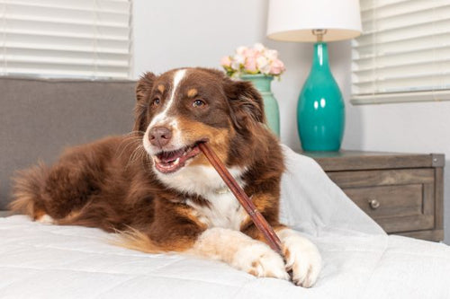 Barking Buddha Longlastics™ Thick Collagen Stick 11” to 12” (5 Pack) for Medium to Large Dogs