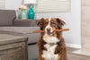 Barking Buddha Longlastics™ Thick Collagen Stick 11” to 12” (5 Pack) for Medium to Large Dogs