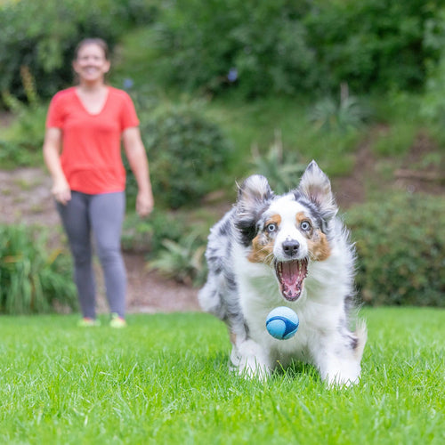 Chuckit! Bacon Sniff Fetch Ball Dog Toy