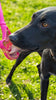 SodaPup Lick Stick Hand-Held Interactive Enrichment Toys