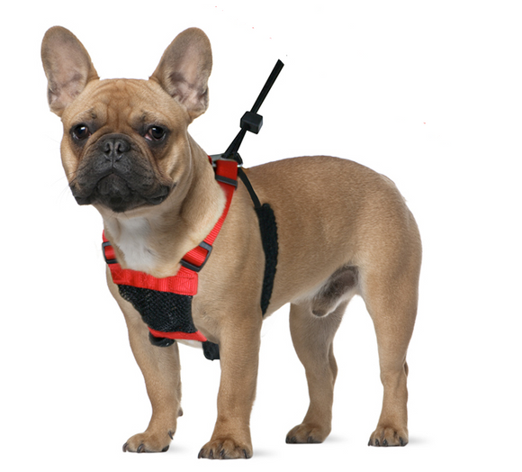 Sporn No Pull Mesh Dog Harness