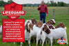 Kalmbach Feeds Goat Protein Block